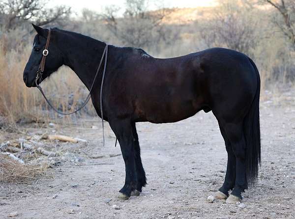 black-none-horse