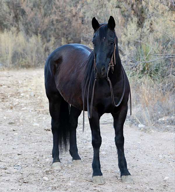 ranch-work-quarter-horse