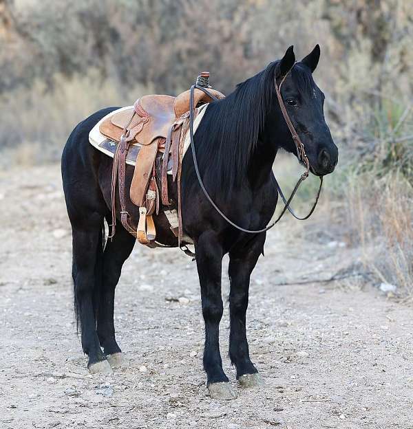 beginner-safe-quarter-horse