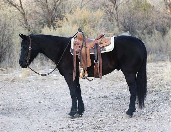 family-horse-quarter