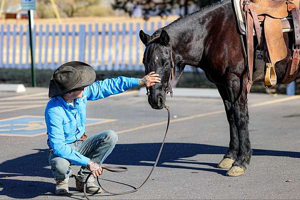 all-around-quarter-horse