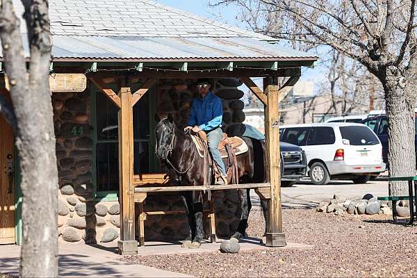 trail-quarter-horse