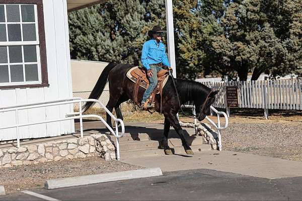 athletic-quarter-horse