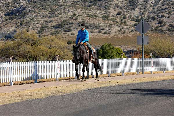 beginner-quarter-horse