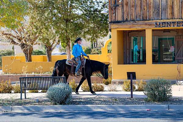 husband-safe-quarter-horse