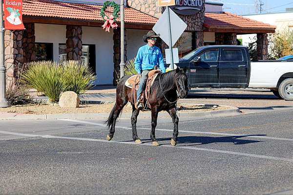 kid-safe-quarter-horse