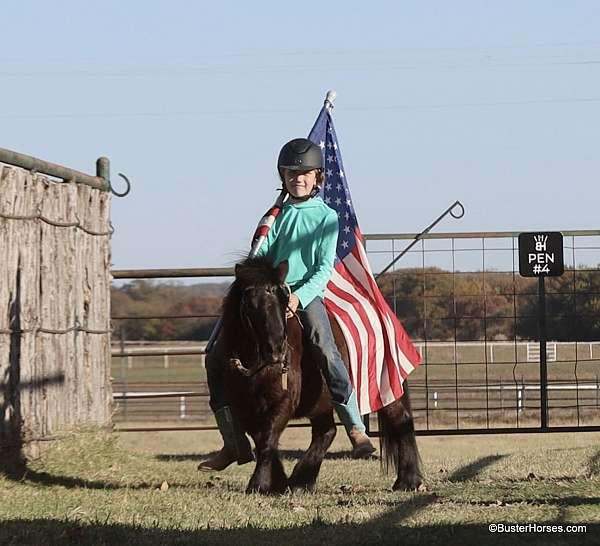 quarter-pony-miniature