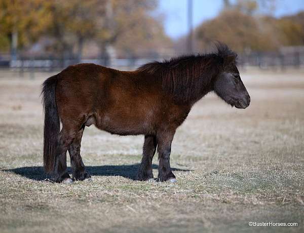 black-none-pony