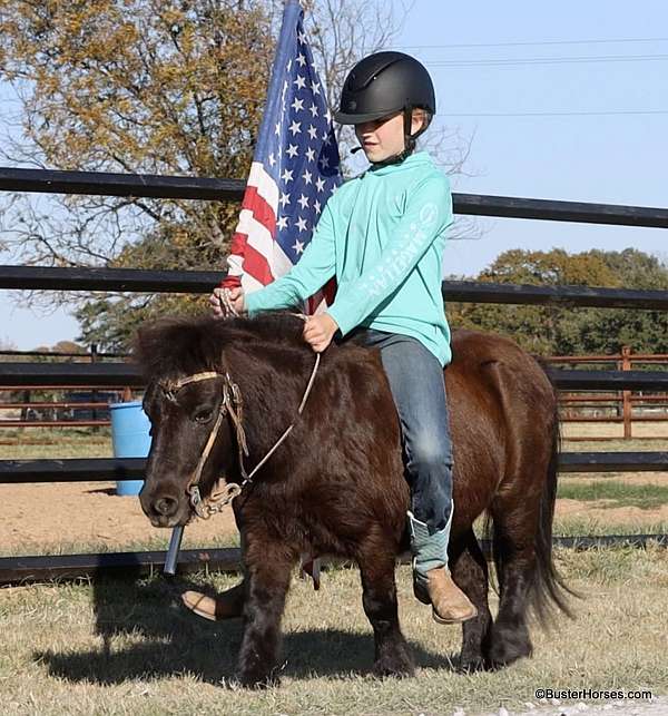 beginner-safe-miniature-pony