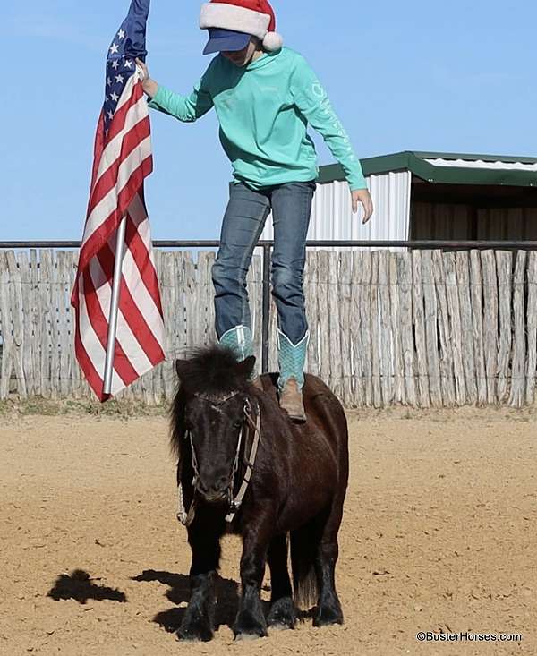 family-pony-miniature