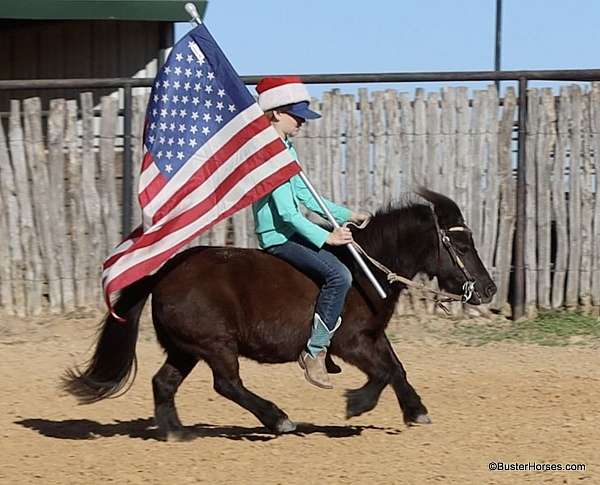 ranch-work-miniature-pony