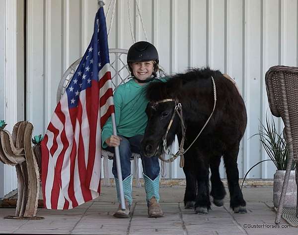 all-around-miniature-pony