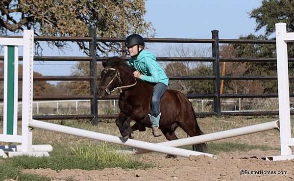 playday-miniature-pony