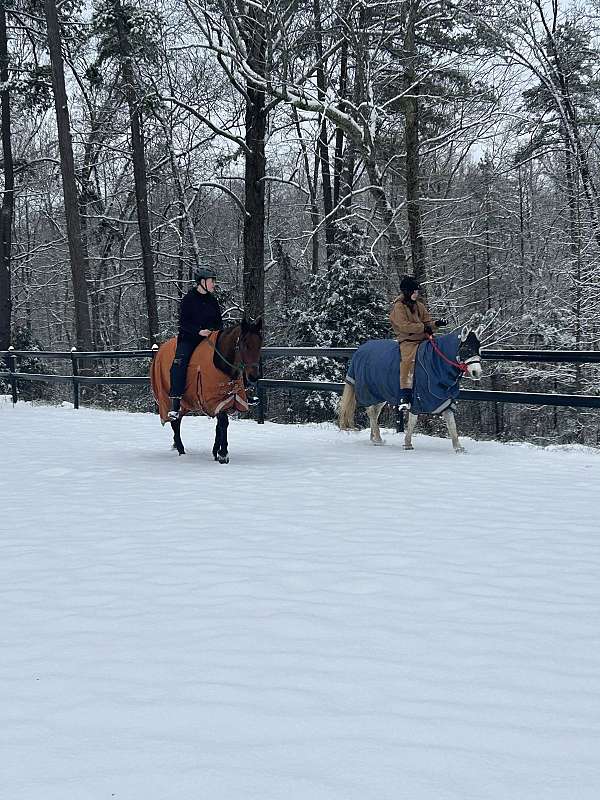 eventing-appendix-oldenburg-horse