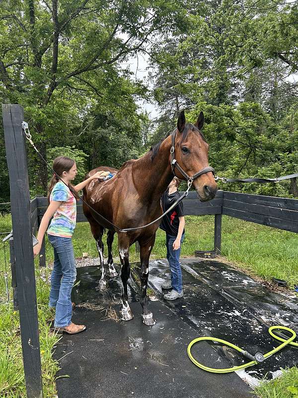 competitive-trail-pony