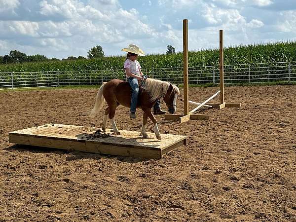 beginner-safe-miniature-pony