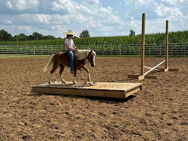 driving-miniature-pony