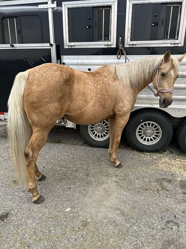 palomino-quarter-horse-mare