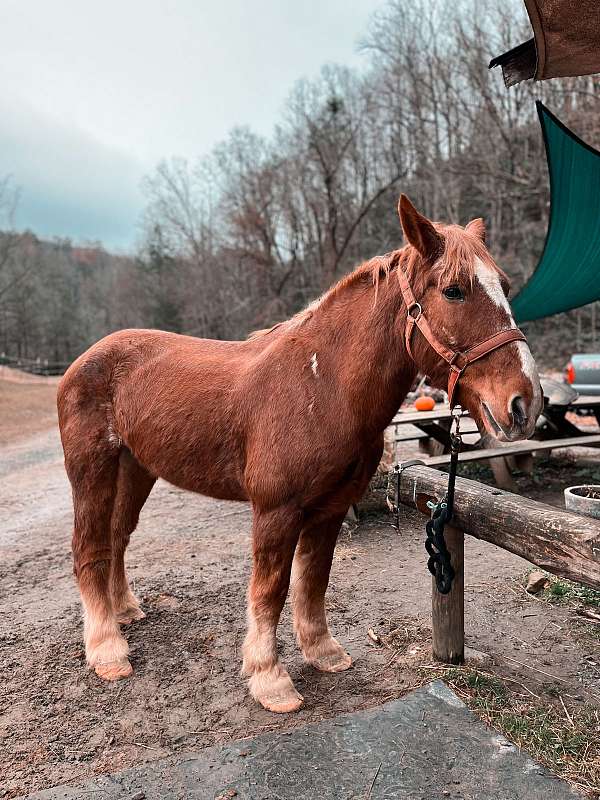 all-around-belgian-horse