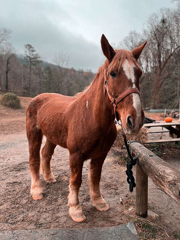 any-level-rider-belgian-horse