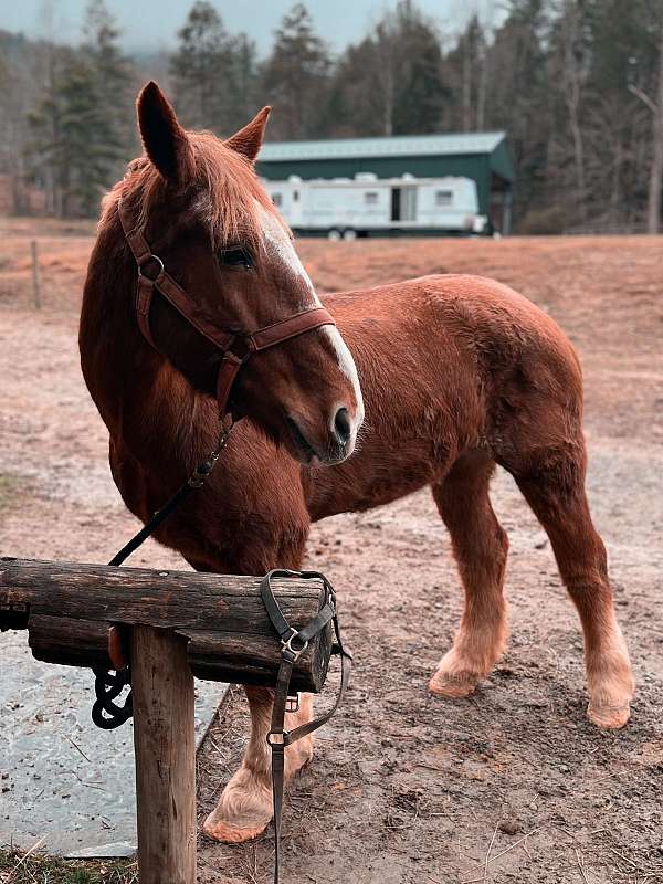 delivery-belgian-horse