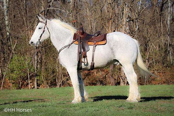 all-around-percheron-horse