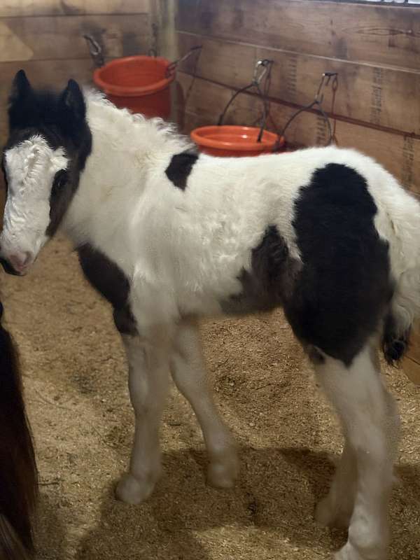 black-tobiano-gvhs-mare