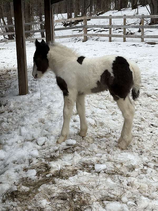 black-tobiano-gvhs-stallion