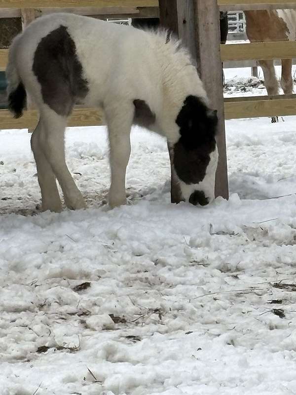 black-tobiano-gvhs-foal