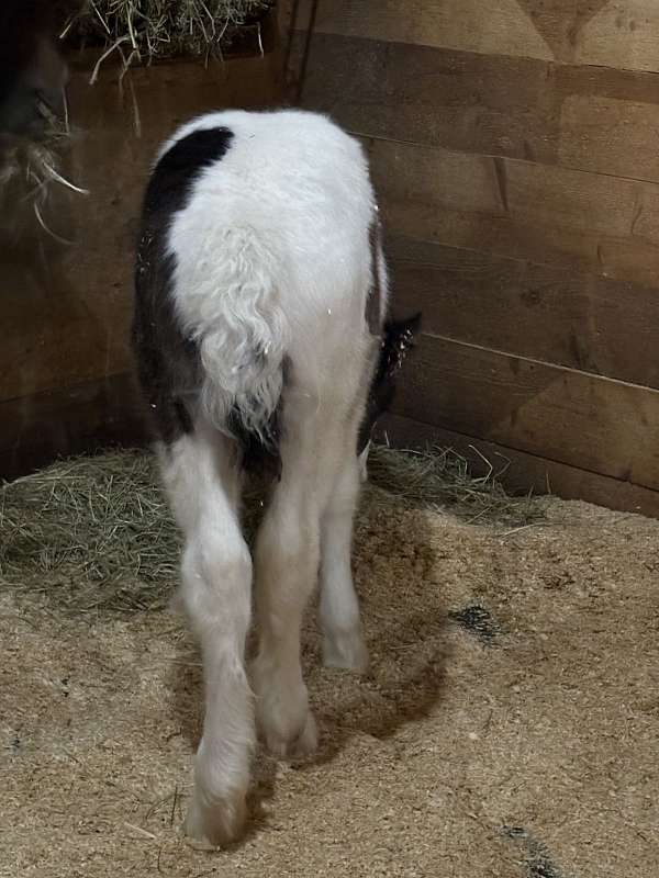 tobiano-horse