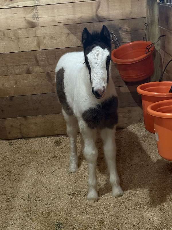 smokey-black-tobiano-horse