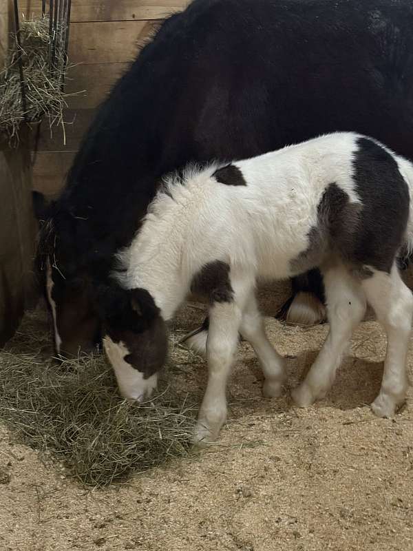 all-around-breeding-gypsy-vanner-horse