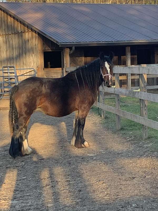 smokey-black-gypsy-vanner-filly