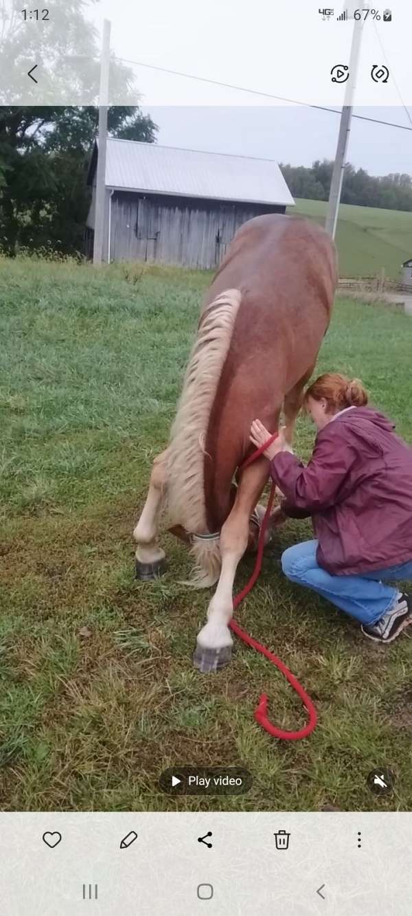 donkeys-draft-horse