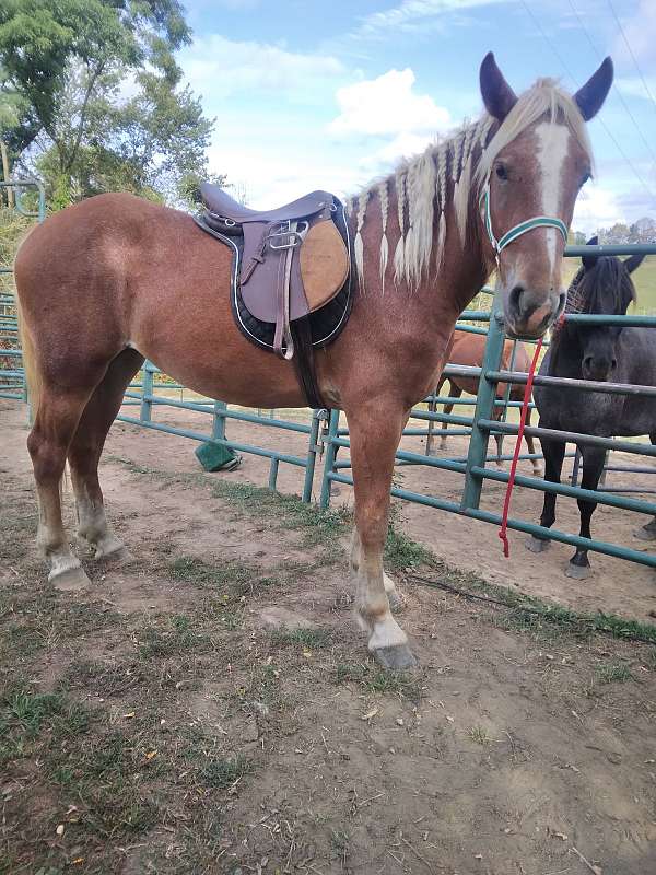 field-draft-horse