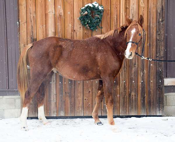 oldenburg-gelding-foal