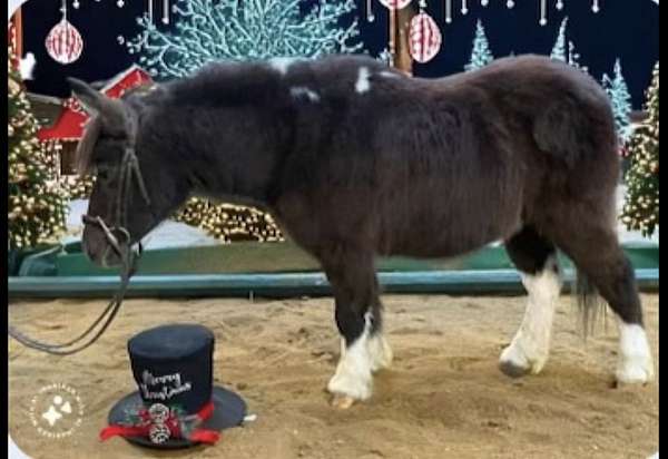 companion-miniature-horse