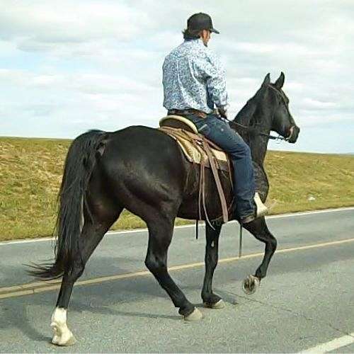 zorro-gelding