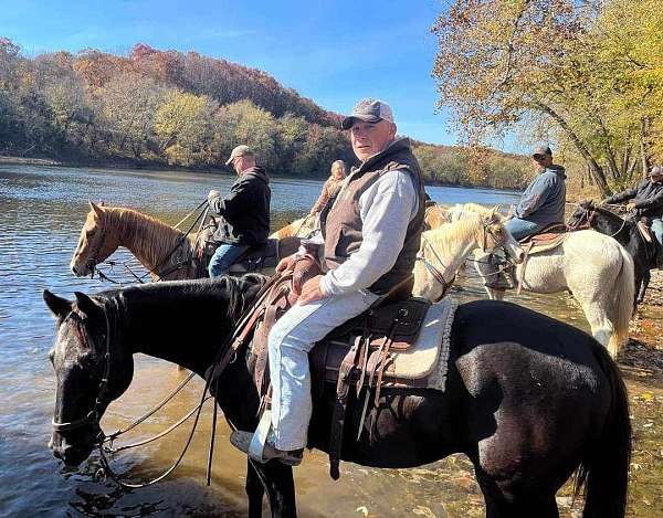 athletic-tennessee-walking-horse