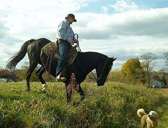 behaved-tennessee-walking-horse