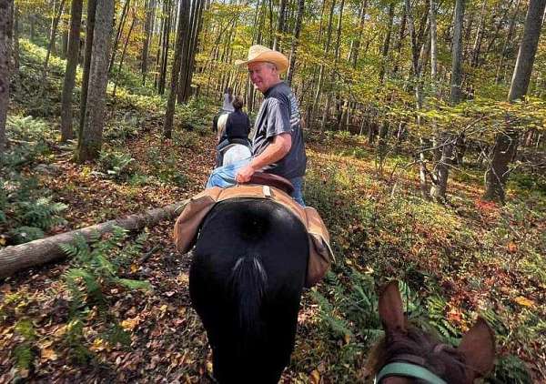 black-tennessee-walking-horse