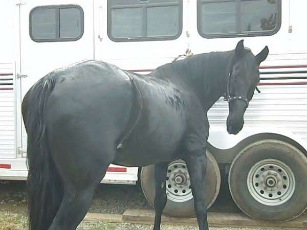 bodied-tennessee-walking-horse