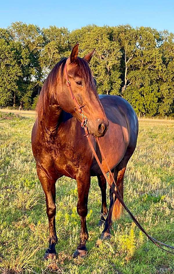 ranch-quarter-horse