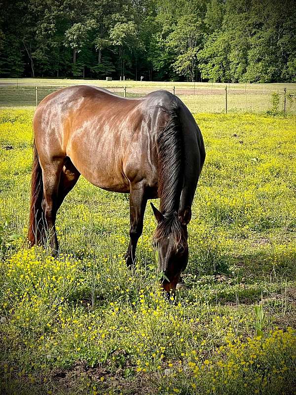 barrel-quarter-horse