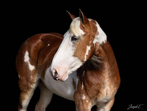 ranch-work-quarter-horse