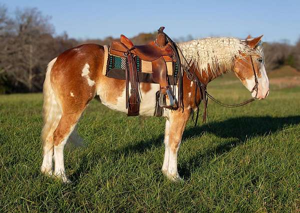 chestnut-overo-blaze-horse