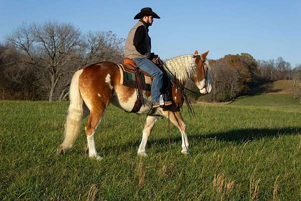 experienced-quarter-horse