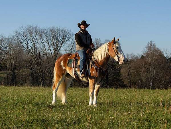 flashy-quarter-horse