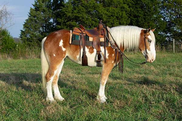 ranch-quarter-horse