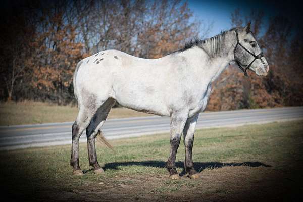 grey-none-pony